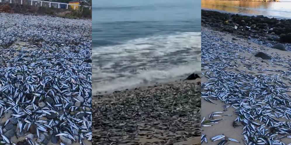 Fenomena Misterius Ribuan Ikan Mati Terdampar di Pantai, Bikin Ilmuwan Bingung