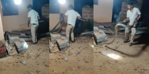 Video Evakuasi King Kobra Raksasa Segede Lengan Orang Dewasa dari Rumah, Kemunculannya Dianggap Misterius