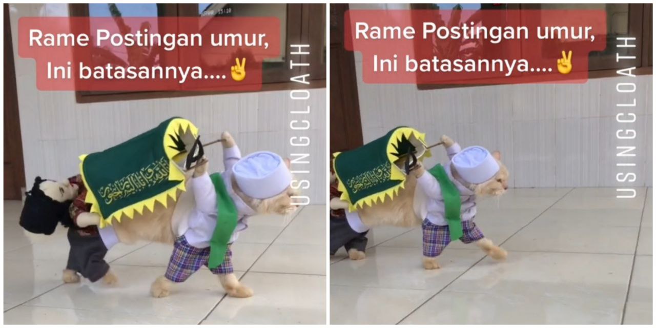 Video Kocak Kucing Berkostum Gotong 'Keranda Jenazah'