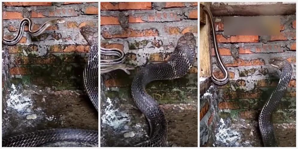 Momen King Kobra Mencoba Memangsa Ular Terjepit Kayu, Dapat Perlawanan Sengit Sampai Kena Mental