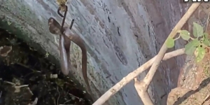 Video Mendebarkan Penangkapan Ular Cobra Penunggu Sumur Tua