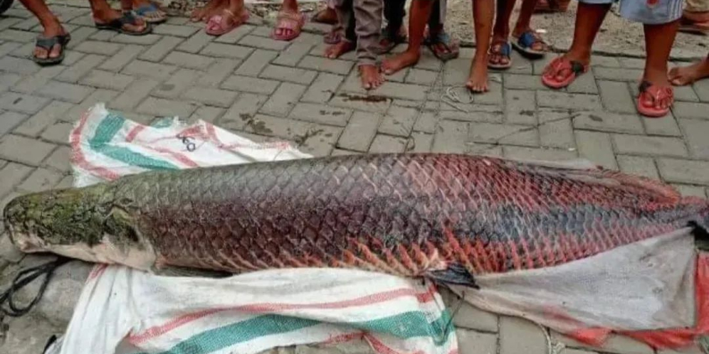 Geger Penemuan Ikan Arapaima di Tangerang, Berakhir di Penggorengan Jadi Santapan Massal Warga
