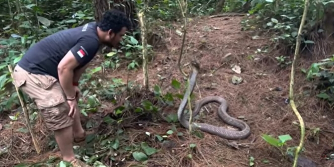 8 Momen Panji Petualang Ketemu Monster King Kobra Penghuni Hutan Angker, Garaga Kalah Gede!