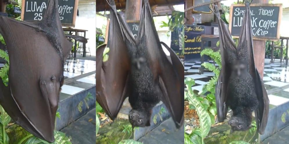 Kelelawar Raksasa Sebesar Balita Santuy Menggantung depan Kafe, Netizen Malah Salfok sama Bagian Ini