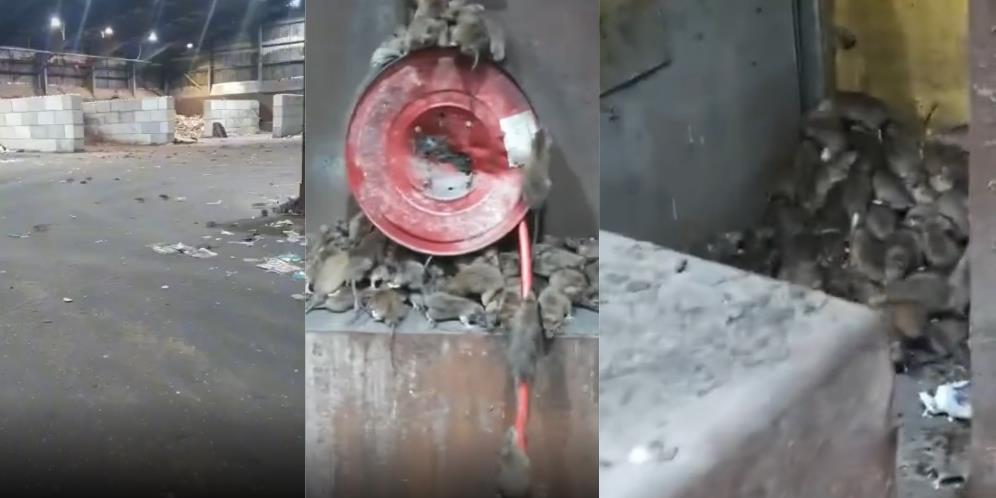 Merinding! Video Gudang Kosong Terbengkalai Jadi Sarang Jutaan Tikus