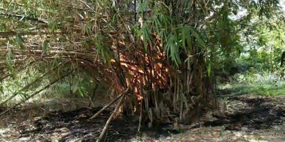 Gagal Tebang Pohon Bambu yang Ganggu Jalan Remaja Muntah Darah dan Tercium Bau Anyir, Sempat Lihat Makhluk Hitam Tinggi Besar