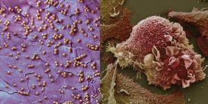 Menakjubkan! Deretan Foto Bagian Tubuh Manusia Dilihat di Bawah Mikroskop, Siap-siap Tercengang