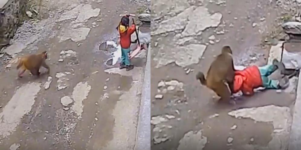 Ngeri! Rekaman CCTV Detik-detik Monyet Liar Menyerang dan Berusaha Menculik Gadis 3 Tahun Saat Main Sendirian di Luar Rumah