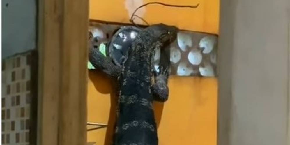 Bikin Syok, Buka Pintu Kamar Mandi Ada Biawak Besar