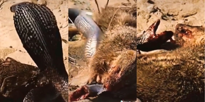 Pertarungan Maut King Cobra Vs Luwak, Si Ular Pertama Garang Akhirnya Dikuliti Hidup-Hidup
