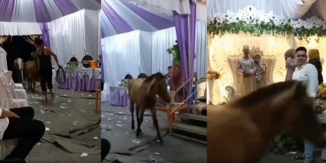 Tamu Tak Diundang! Viral Kawanan Kuda Nyelonong di Tengah Hajatan, Pasangan Pengantin Hanya Bisa Melongo
