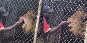 Pawang Pamer Keakraban Pegang-Pegang Taring Singa di Depan Pengunjung, Jari Malah Putus Digigit Peliharaan