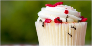 5 Bahan Alami yang Ampuh Mencegah dan Mengusir Semut Dari Makanan