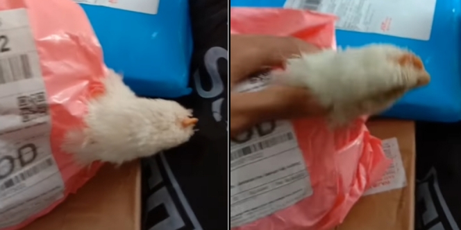 Ayam Hidup Dikirim COD, Dibungkus Plastik Kepalanya Sampai Keluar