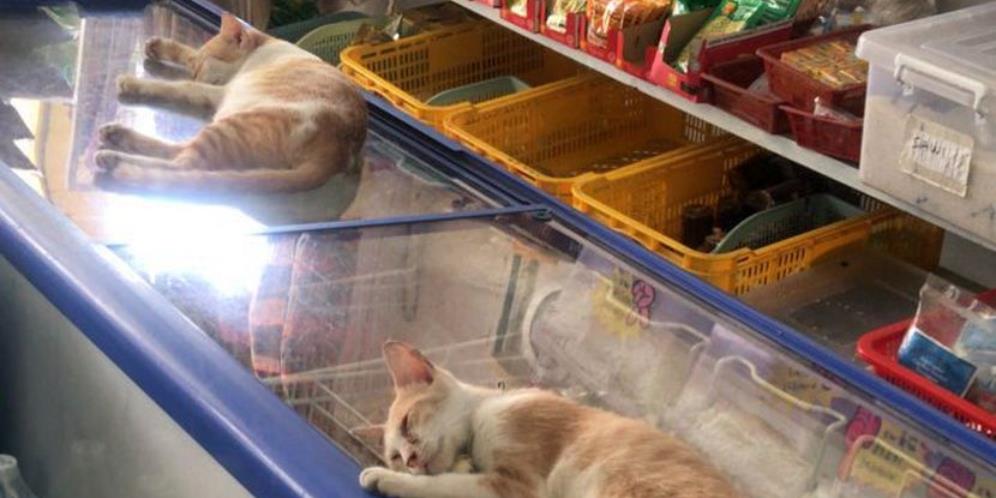 Cerita Pemilik Warung Dikirim Santet, Yang Kena Kucing Jalanan yang Dipeliharanya: 5 Ekor Mati Mendadak