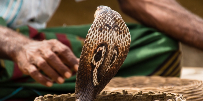 Pamer Keahlian Berakhir Tragis! Pawang Terkenal yang Gemar Bunuh Ular Tewas Usai Mulutnya Digigit Cobra