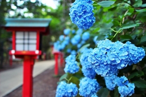 Wakayama Jepang, Surganya Bunga di Musim Hujan