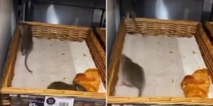 Menjijikkan! Dua Tikus Gendut 'Jalan-Jalan' di Atas Croissant yang Dipajang di Rak Roti Toko Swalayan Terkenal
