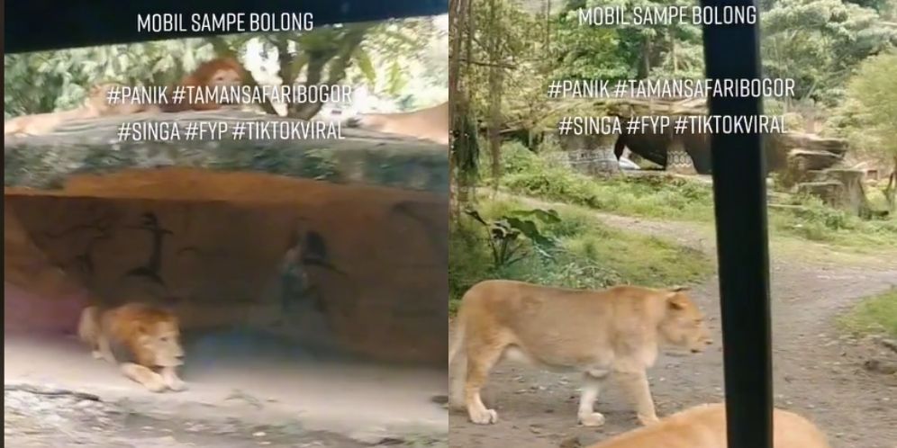 Ngeri! Viral Mobil Pengunjung Taman Safari Digigit Singa Sampai Bolong