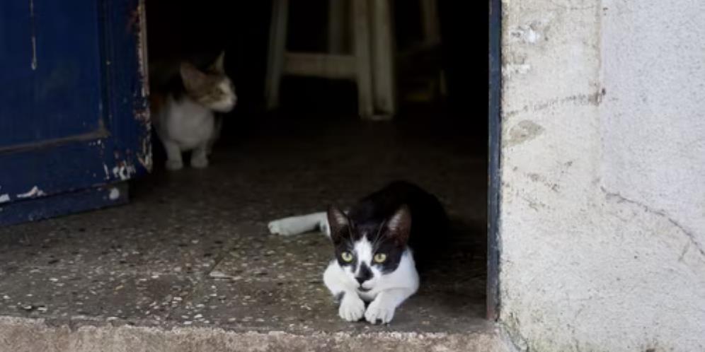 Wanita Pelihara Lebih dari 50 Kucing di Rumah, Tetangga Tak Pernah Buka Jendela Selama 10 Tahun Gegara Tak Tahan Baunya