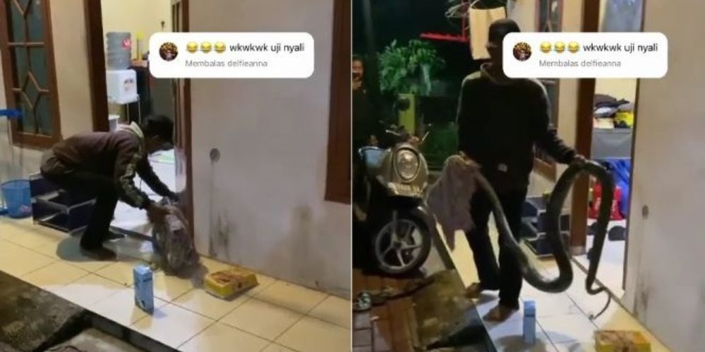 Geger! Ular Piton Raksasa Subuh-Subuh Masuk Dapur Kos di Serpong