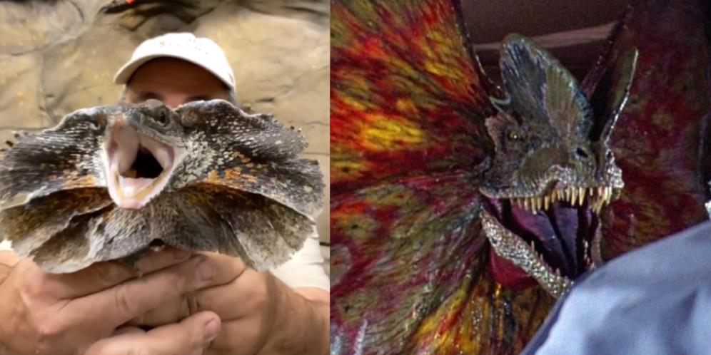 Pria Ini Pamer Naga Berjumbai yang Langka, Netizen Mengira Bayi Dinosaurus di Film Jurassic Park