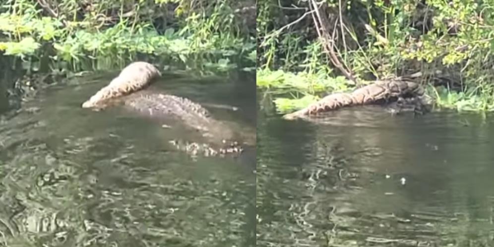 Sama-Sama Berdarah Dingin dan Predator Puncak, Piton Burma Segede Paha Orang Dewasa Tewas Mengenaskan di Mulut Aligator Raksasa