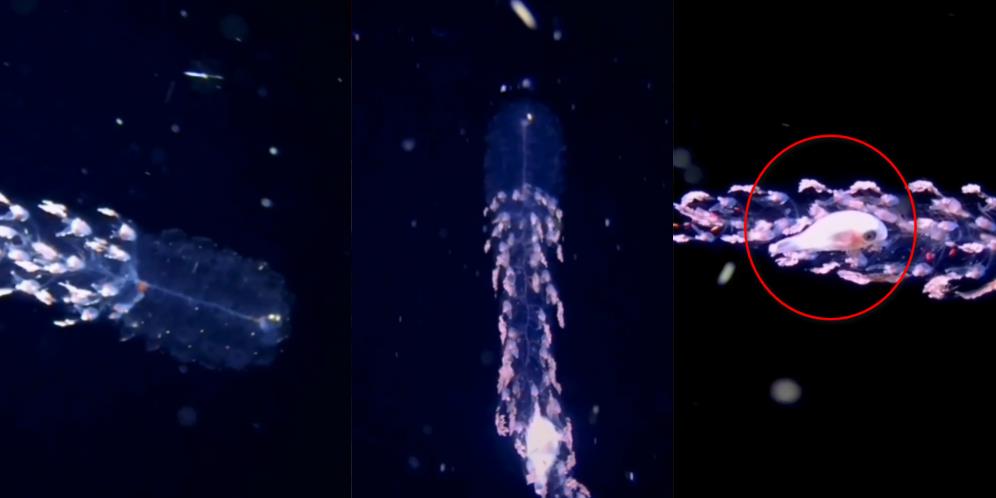 Dijuluki Hantu Laut, Makhluk Aneh Transparan Ini Dikira Lemah Padahal Terdiri dari Kumpulan Karnivora Kecil