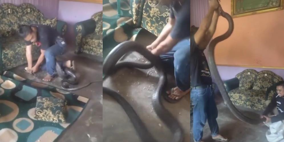 Gempar Penangkapan Ular King Kobra Raksasa di Rumah Warga Kalimantan Utara, Lebih Besar dari Garaga Milik Panji Petualang