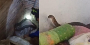 Ngeri Banget, Video Temuan Kobra Raksasa di Rumah Warga Bogor
