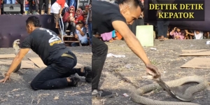 Video Detik-detik Pawang Ular Dipatuk King Kobra Saat Atraksi di Acara Dangdutan