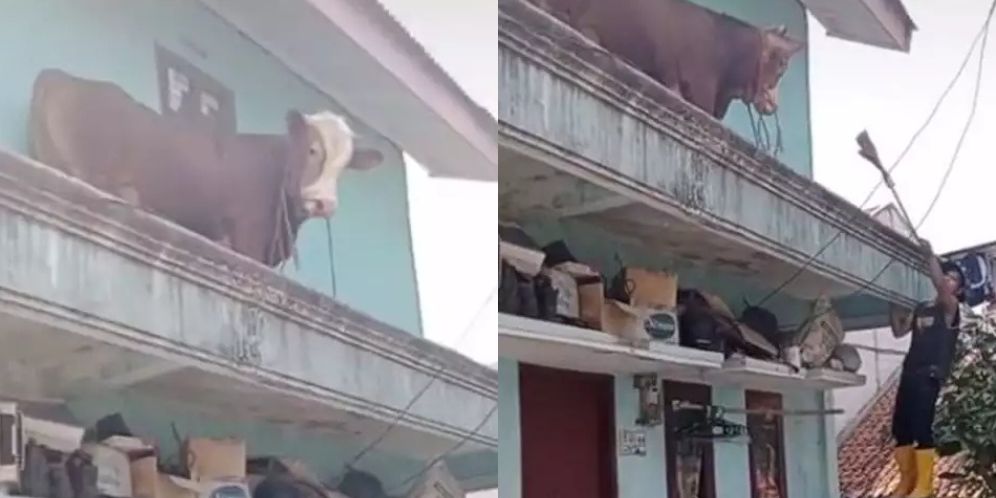 Lepas dari Kandang, Sapi Naik Lantai 2 Rumah, Warganet: Gimana Naiknya?