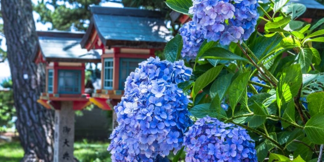 Buat Taman Cantik dengan Tumbuhan Khas Jepang