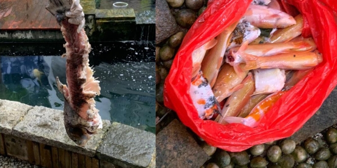 Penghobi Ikan Nangis Kejer Lihat Koleksi Koi Rp213 Juta di Kolam Ludes dalam Semalam Disikat Berang-berang