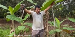 Potret Panji Petualang dan Tim Nekat Rescue Ular Kobra Yang Terjebak Dalam Sumur, Penampakannya Bikin Merinding!