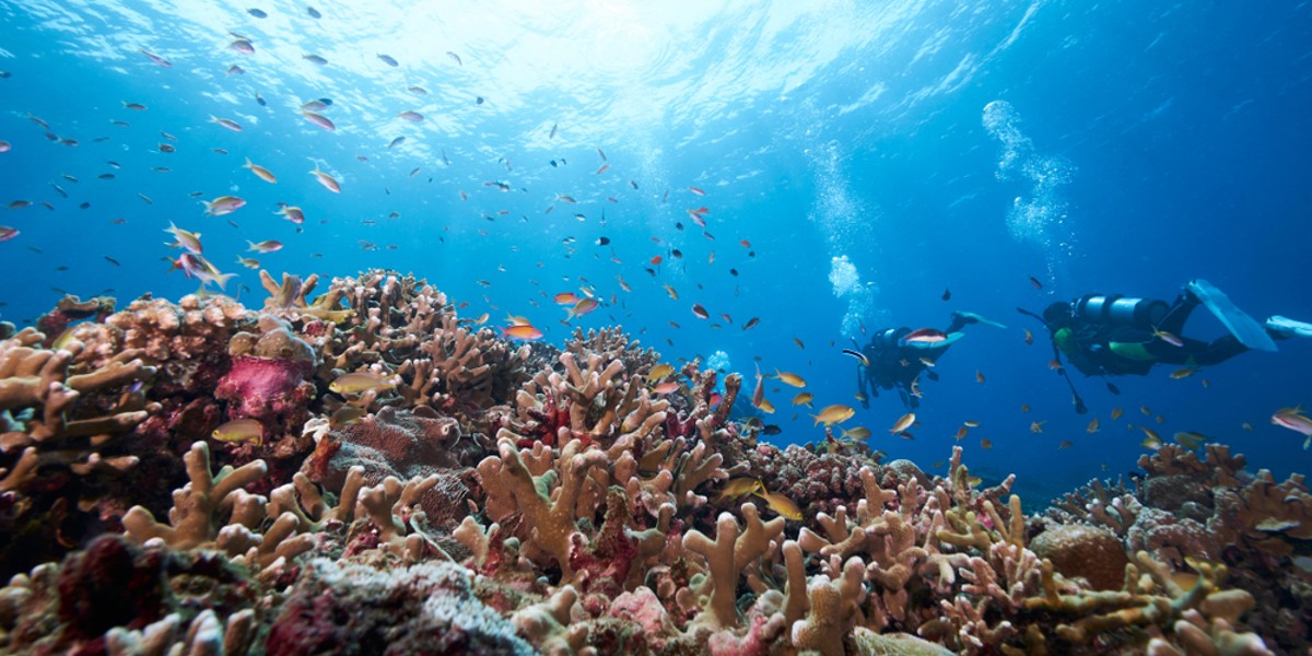 Mengintip 8 Bocoran Acara Seru di Festival Fagogoru 2022, Ada Pertunjukan Seni Hingga Diving