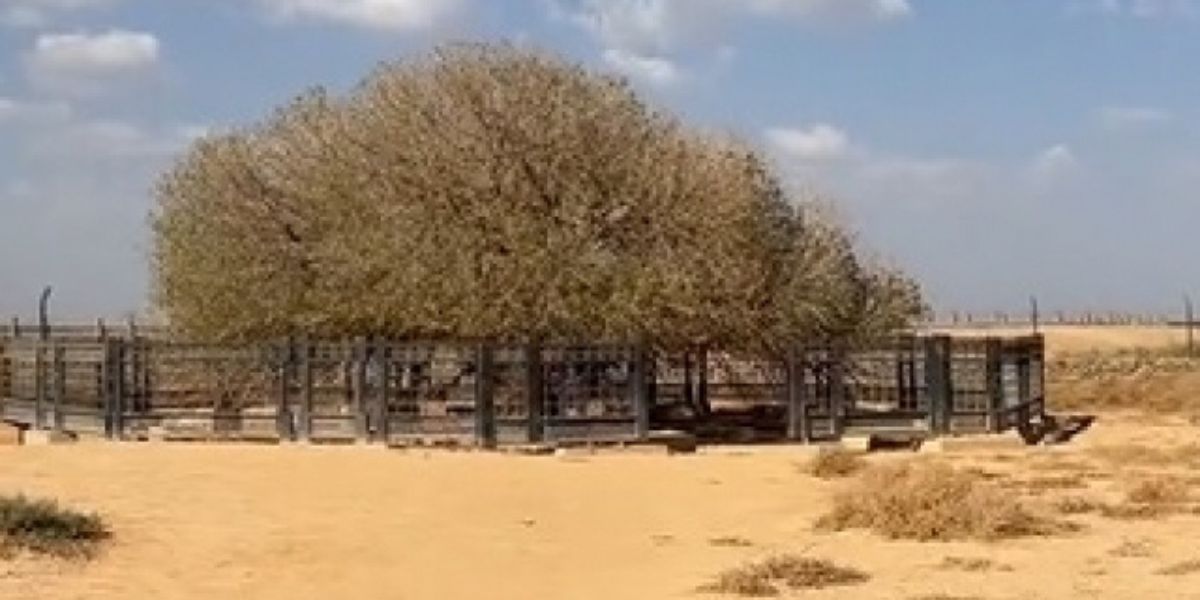 Potret Pohon Sahabi 'Sahabat' Rasulullah SAW yang Masih Hidup hingga Saat Ini