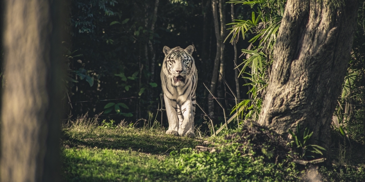 10 Arti Mimpi Dikejar Harimau, Jadi Simbol Ketakutan terhadap Tantangan
