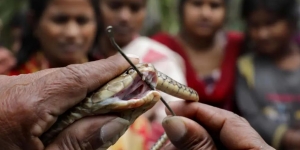Bukan Mangsa Sembarangan, Ular Kobra Menggelepar Tewas Setelah Digigit Balik 2 Kali Bocah 8 Tahun