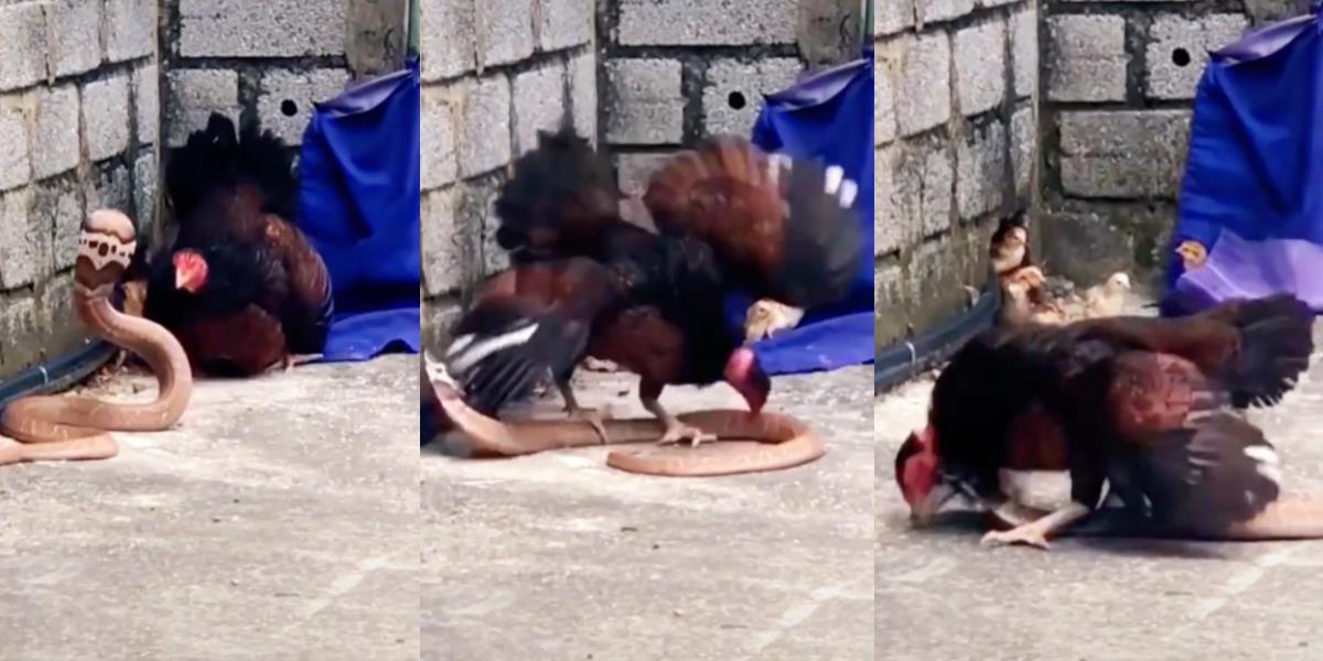 Salah Pilih Mangsa, Ular Kobra Malah Jadi Bulan-bulanan Induk Ayam, Netizen: Emak-emak Kok Dilawan