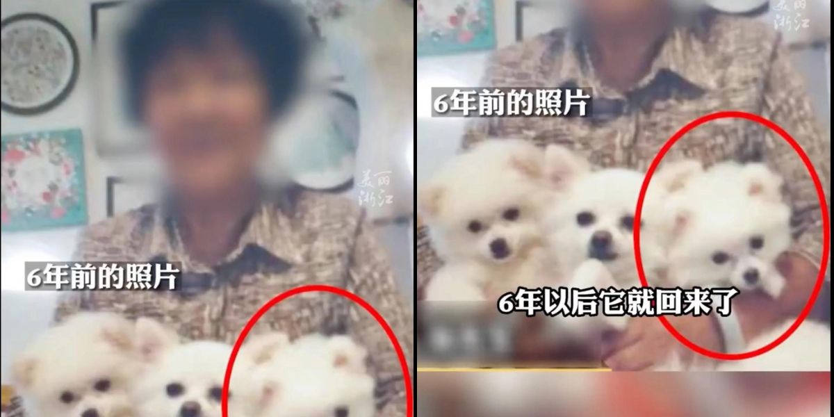 Wanita Ini Kaget, Anjing yang Sudah 6 Tahun Hilang Pulang Sendiri ke Rumah