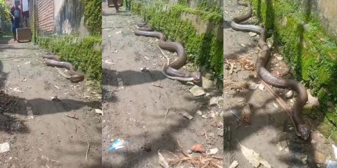 Momen Ular King Kobra Raksasa Santuy Merayap di Pinggir Tembok Rumah Warga Sambil Gigit 2 Mangsa, Aksi Kameramen Bikin Berdebar