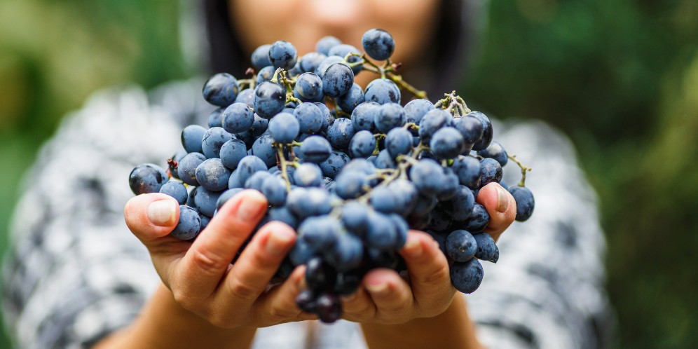 Manfaat Buah Anggur Concord Untuk Kesehatan, Berkhasiat Bikin Ginjal Sehat