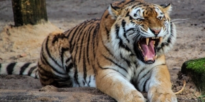 Arti Mimpi Harimau yang Patut Diwaspadai, Hati-Hati Bisa Jadi Kenyataan!