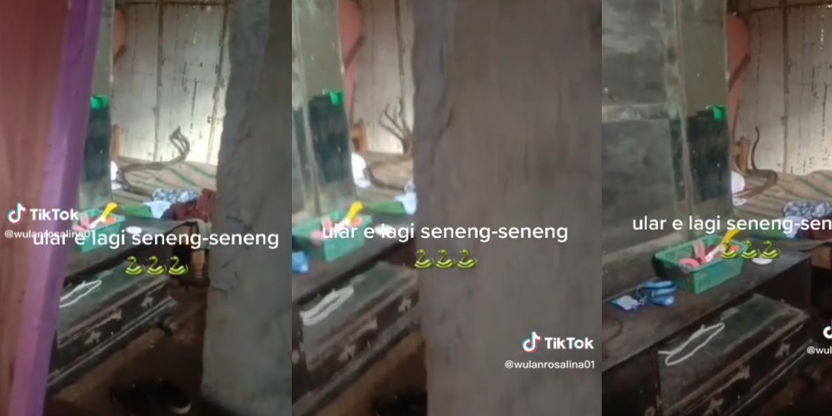 Dengar Suara Berisik dari Kamar, Pas Dicek Dua Ular Besar Lagi `Senang-Senang` Kawin di Atas Ranjang