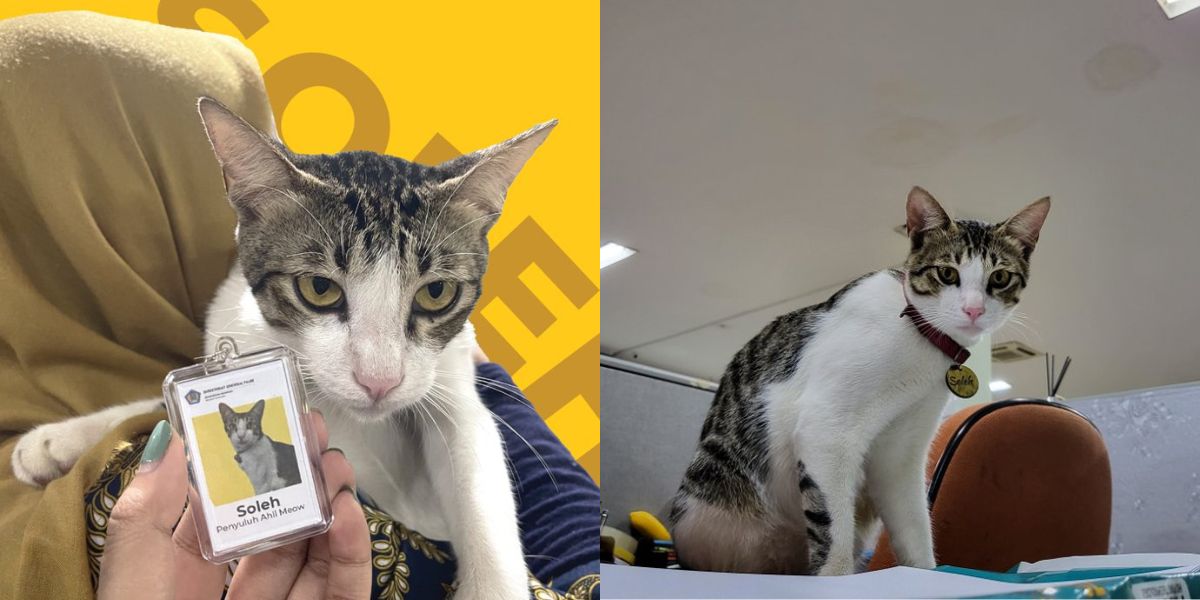 Viral Kucing 'Soleh' Jadi Pegawai Kantor Pajak Serpong, Ternyata Ini Tugasnya