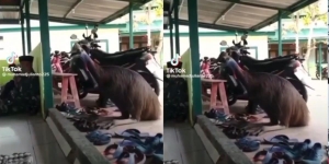 Viral Video Burung Kasuari Duduk Tenang dan Khusyuk Dengarkan Khotbah Sholat Jumat, Netizen: Nggak Ada yang Berani Ambil Sandal