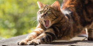 Arti Mimpi Digigit Kucing, Benarkah Selalu Membawa Kabar Buruk?