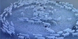 Misteri Kawanan Domba Berputar-putar Dua Minggu Tanpa Henti di Dalam Kandang, Penyebabnya Masih Jadi Perdebatan