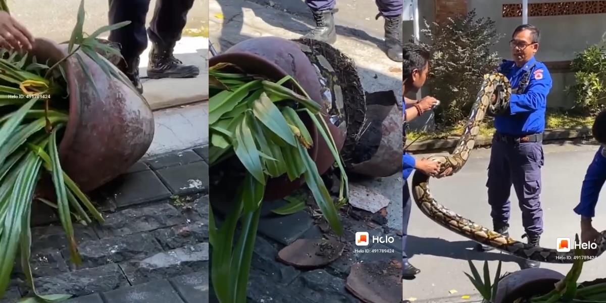 Warga Bali Heboh! Ular Piton Raksasa Ditemukan Ngumpet dalam Pot Bunga depan Panti Asuhan di Denpasar